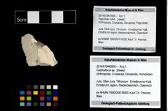 Foto (Objekt + Etikett) von Gastrodorus sp.  (NHMW-GEO-2014-0194-0950)